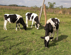 Acordo de livre comércio com o Canadá &quot;nefasto para o rural galego&quot;, diz SLG