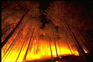 Um incêndio florestal.