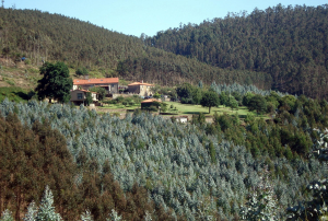 6 medidas urgentes para salvar as florestas galegas e parar o eucalipto