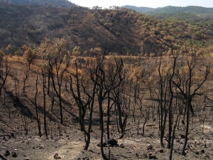 Incêndio no Algarve