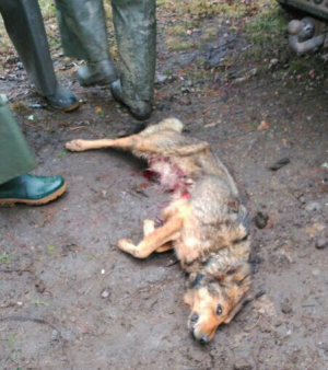 Batida de lobos em Friol: uso de foguetes, presença e menores e um cam morto