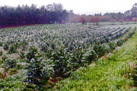 De cultivos a pasteiros e logo a eucaliptais: assim conquista o eucalipto o rural galego