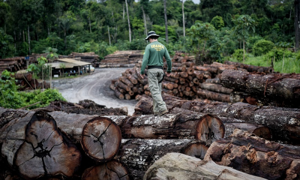 Brasil é o país do mundo que teve mais perda florestal em 2017