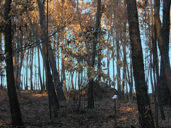 Um monte queimado em Briom em 2006