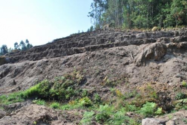 Quercus requer suspensão do processo de fábrica em terrenos afetos à REN em Guimarães