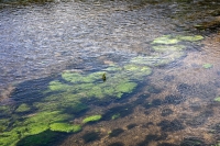 O rio Sar em Padrom, em maio de 2014