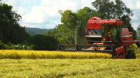 Plantação de Arroz perto de Rio do Sul-SC, Brasil