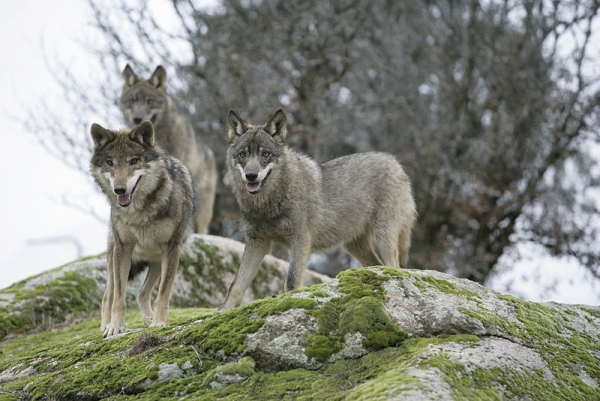 Adega avisa que o uso de venenos nos montes galegos continua a ser prática generalizada