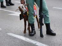 A cabra da "Legión" espanhola