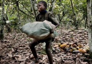 Pobreza atira crianças para as plantações de cacau