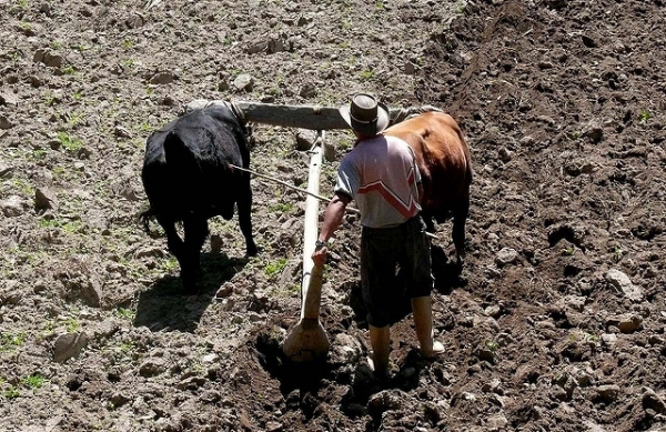 Trabalhador terá a opção de se transferir para outra empresa, no campo, durante 60 dias, e terá todos os direitos garantidos